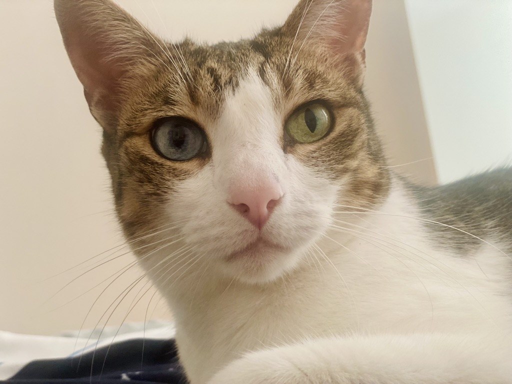 Willow looking into the camera with wide green eyes.